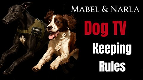 Dog TV: Mabel & Narla | Keeping Rules | Greyhound & Springer Spaniel Playing | TV For Lonely Dogs