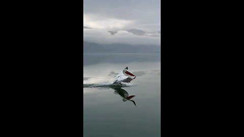 Just Flying