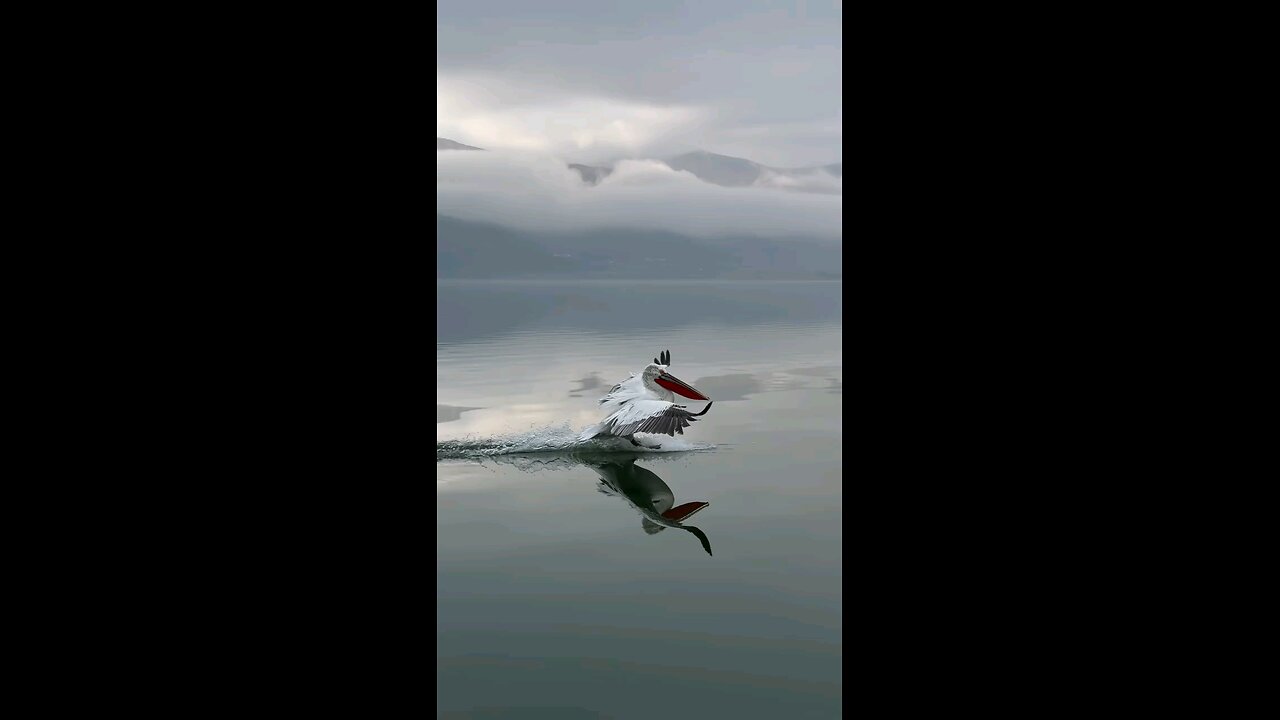 Just Flying