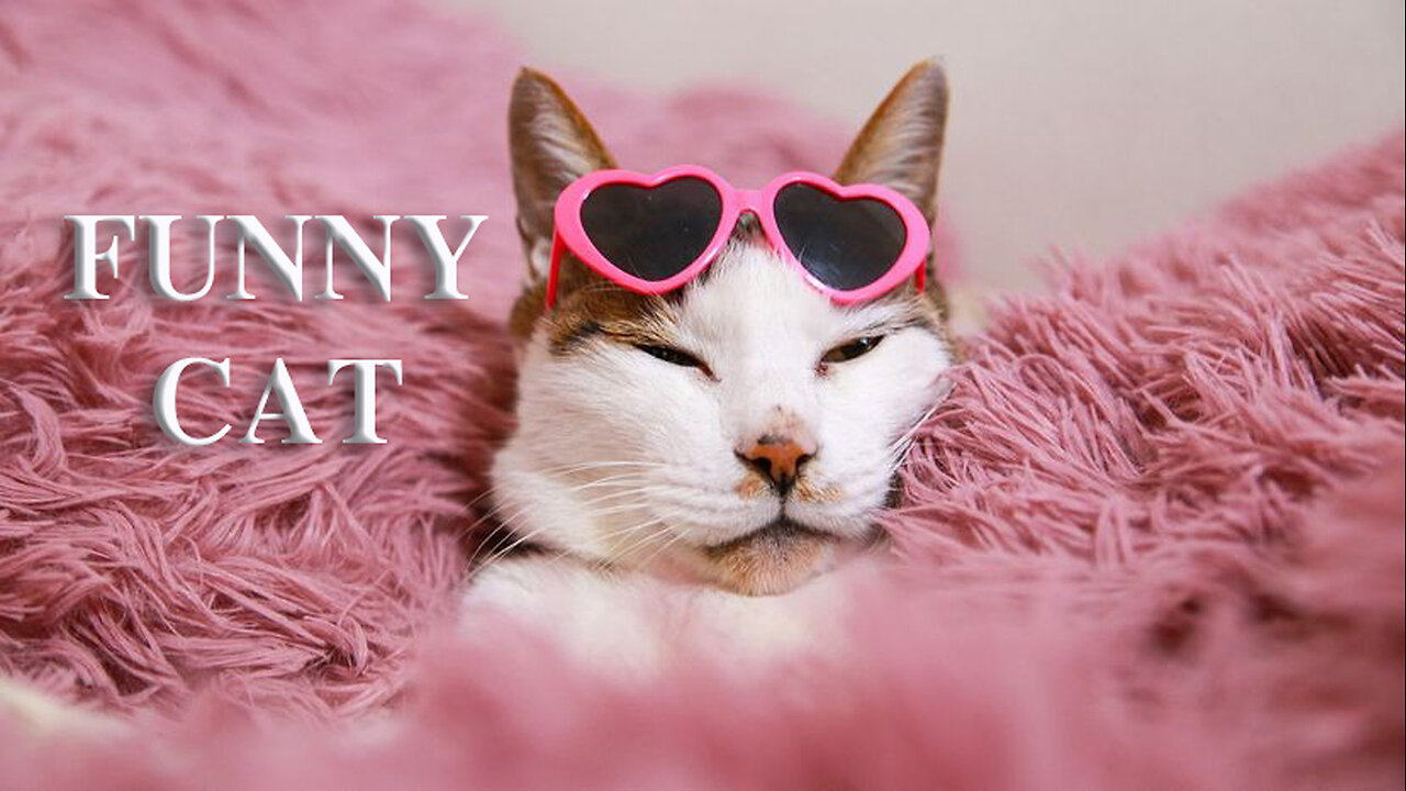 Funny animal videos 2025