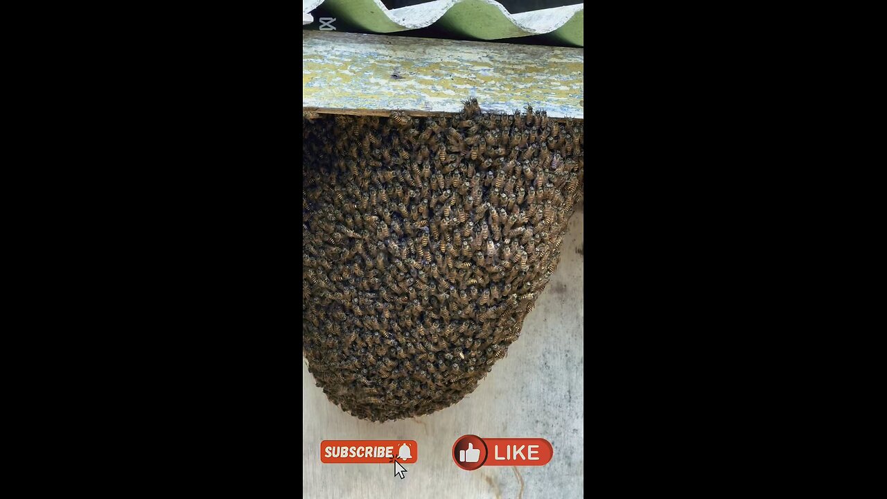 Honey bee