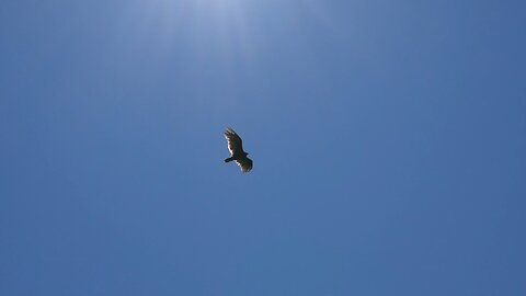 The beautiful flight of an eagle