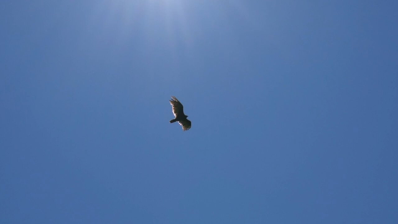 The beautiful flight of an eagle