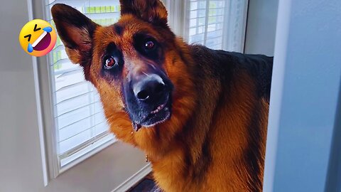 Funniest Cats and Dogs Clips 2025😼🐶| you laugh, you restart 😜😜 part_02