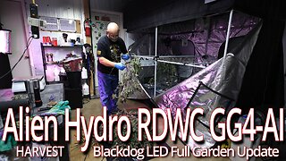Alien Hydro RDWC GG4 Harvest, Blackdog LED Full Garden Update