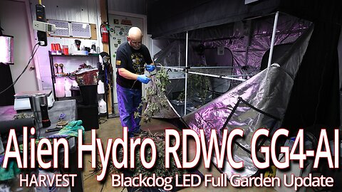 Alien Hydro RDWC GG4 Harvest, Blackdog LED Full Garden Update