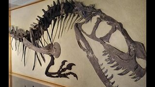 Ceratosaurus Fossils are cool and so are You!