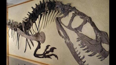 Ceratosaurus Fossils are cool and so are You!