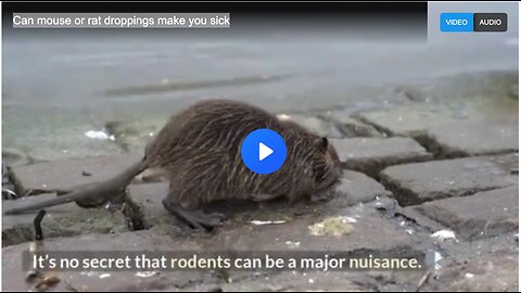 Can mouse or rat droppings make you sick
