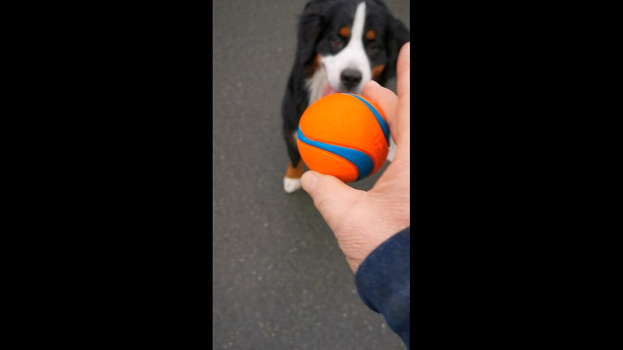 Fetch!