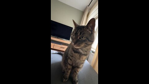 Cat enjoying after his snack
