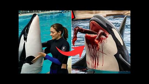The TERRIFYING Last Moments of Dolphin Trainer Clara Whitmore Before the Attack | orca attack