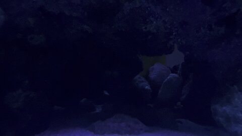 Peppermint Shrimp Part 3