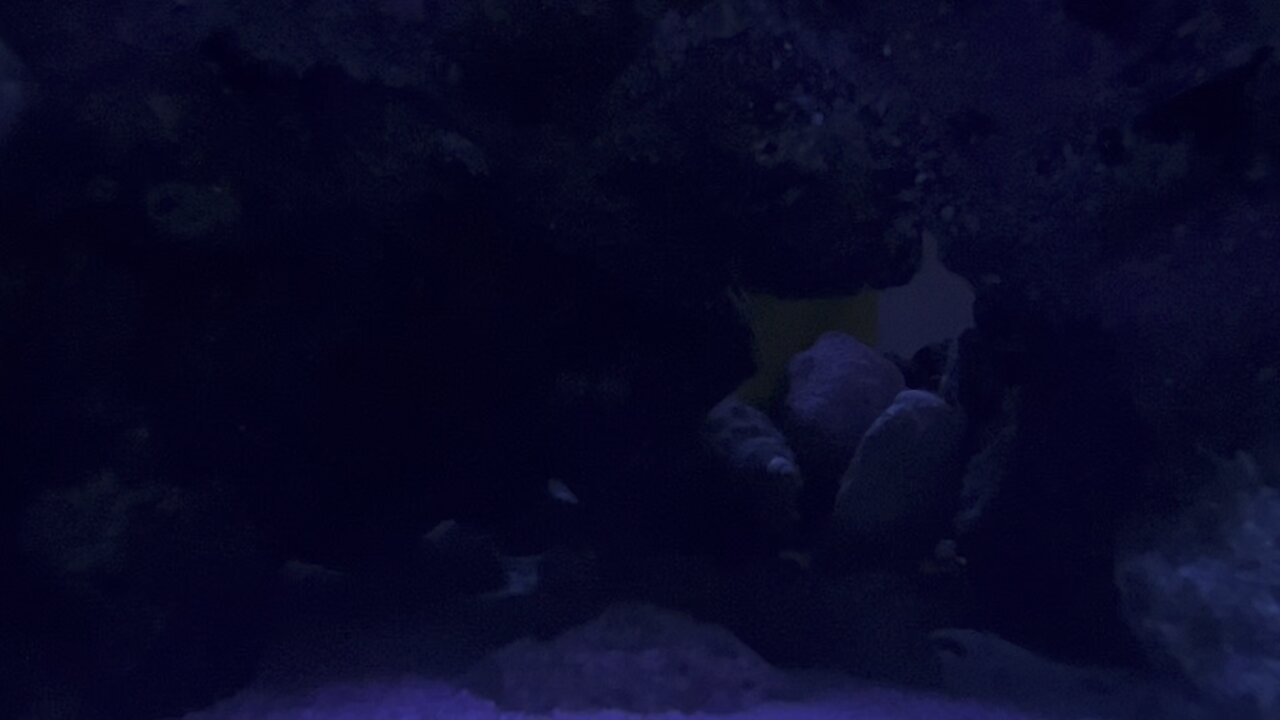 Peppermint Shrimp Part 3