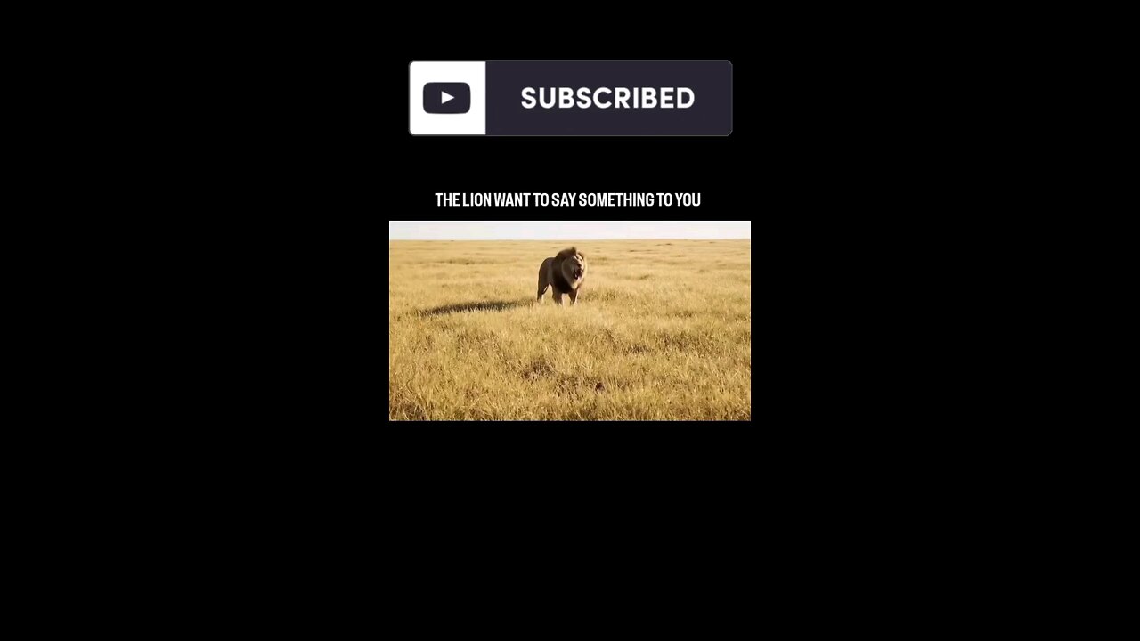 Lions have been caught on camera snuggling with their prey before eating it . . #LionKing 🦁 #BigCa