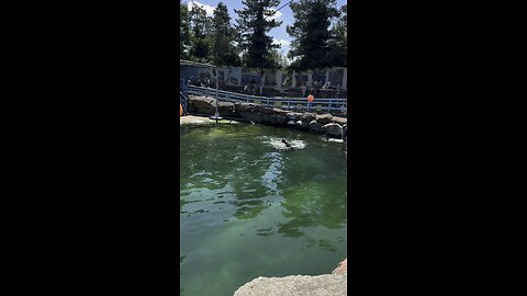 Amazing seal swimming playing