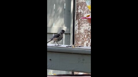 Beautiful bird