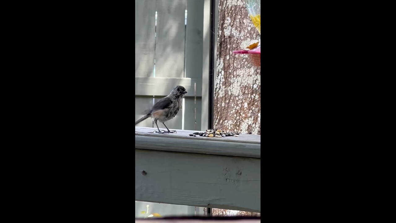 Beautiful bird