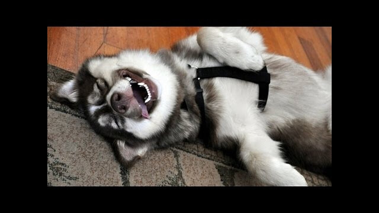 Looking for a good laugh? Watch funny dogs! - Funny dog compilation