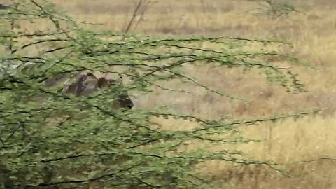 Wildlife challenge Savage kingdom full episode