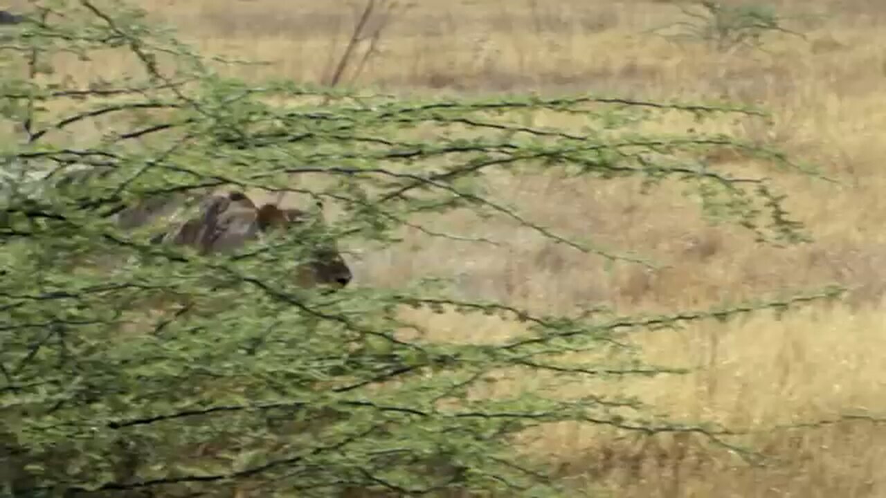Wildlife challenge Savage kingdom full episode