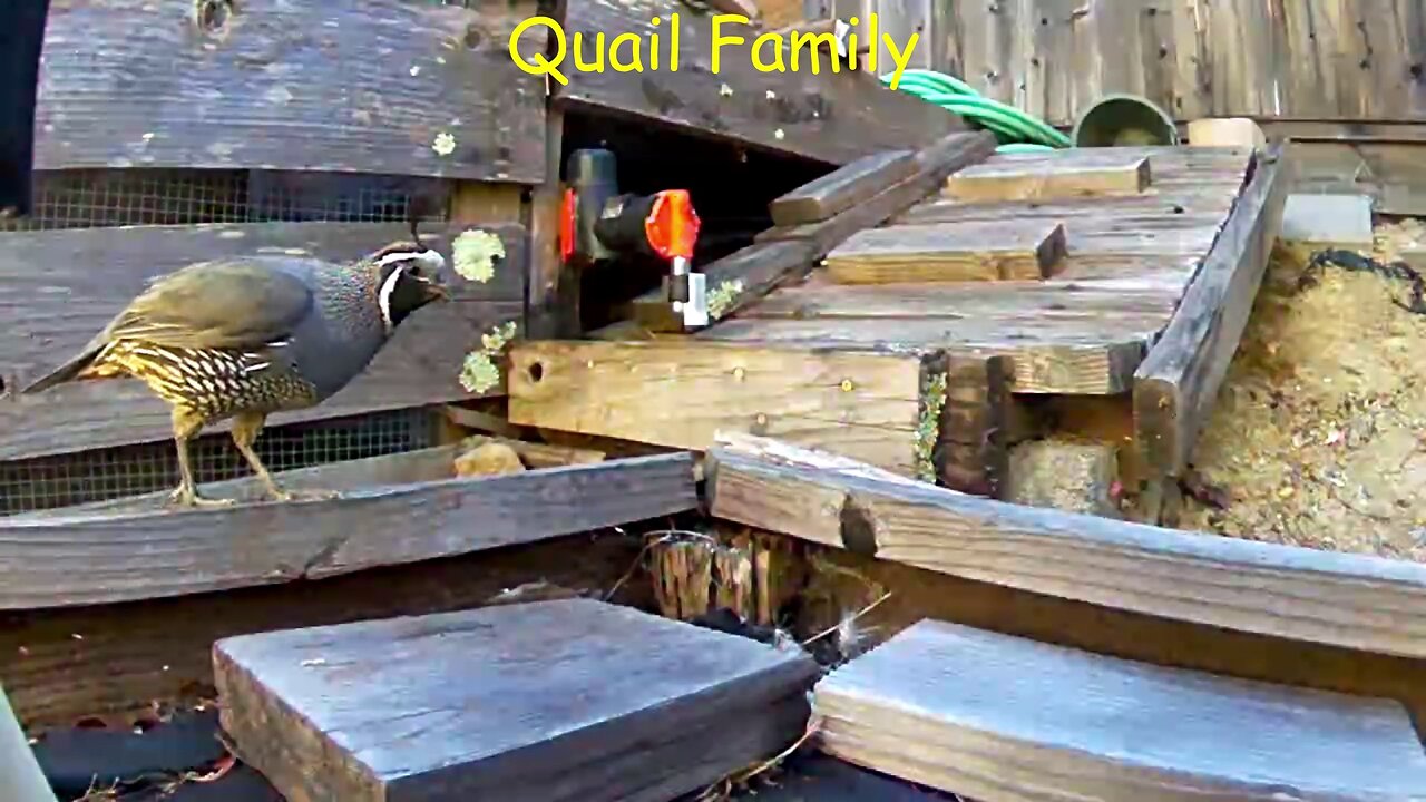 A24 Rat Trap: Is it Safe for Birds?