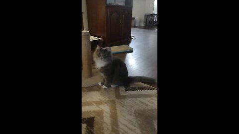 Smokey the cat plays fetch