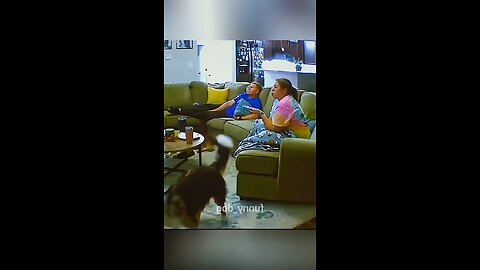 funny animals