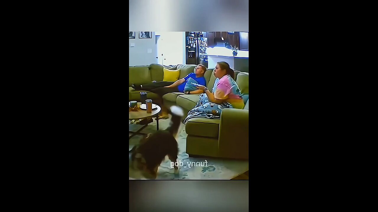 funny animals