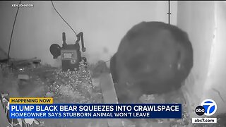 Man finds 500-pound bear living in narrow crawl space underneath home
