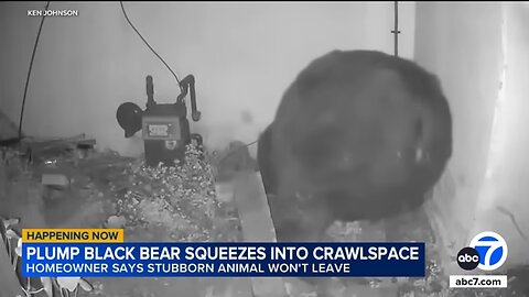 Man finds 500-pound bear living in narrow crawl space underneath home