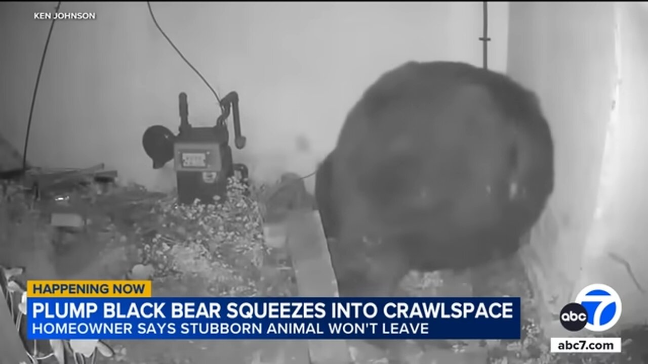 Man finds 500-pound bear living in narrow crawl space underneath home