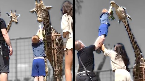 A Giraffe Lifts a Kid