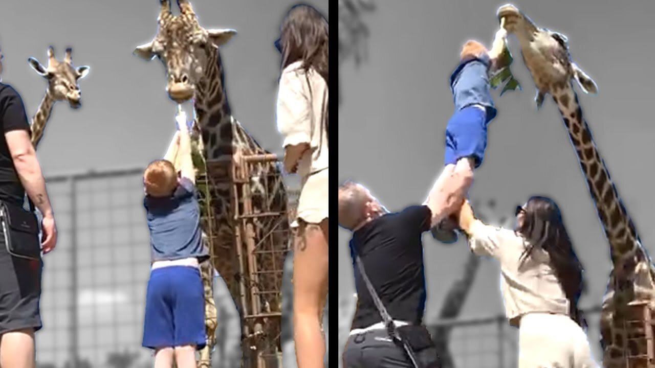 A Giraffe Lifts a Kid
