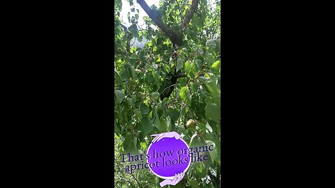 Apricot fruit development