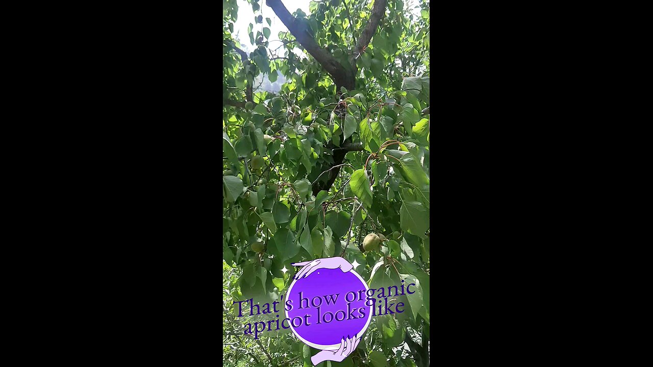Apricot fruit development