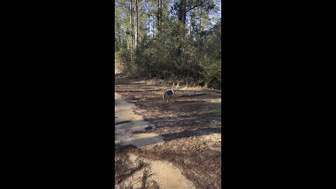 Trapping Coyotes