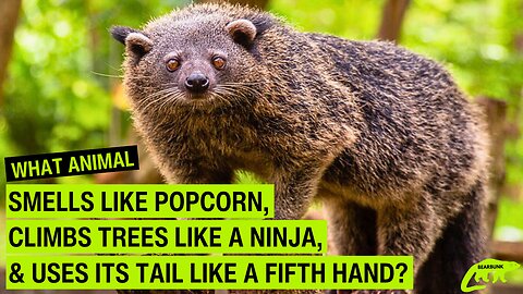 What Animal Smells Like Popcorn, Climbs Like a Ninja, and Uses Its Tail Like a Fifth Hand?