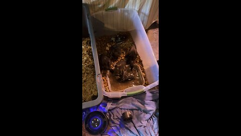 New chick brooders | day 6