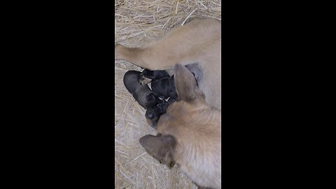 Puppies!!!