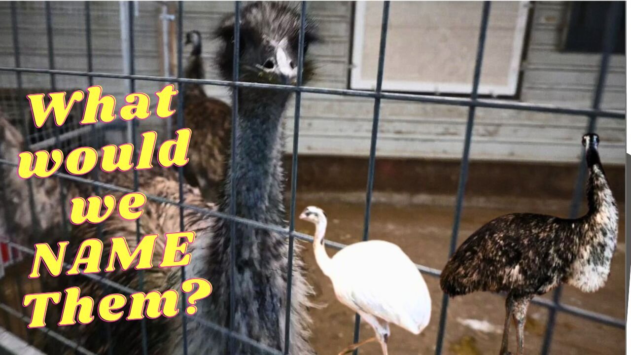 FINALLY Getting EMU'S?