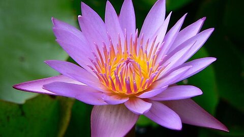 Mystery of the Flowers