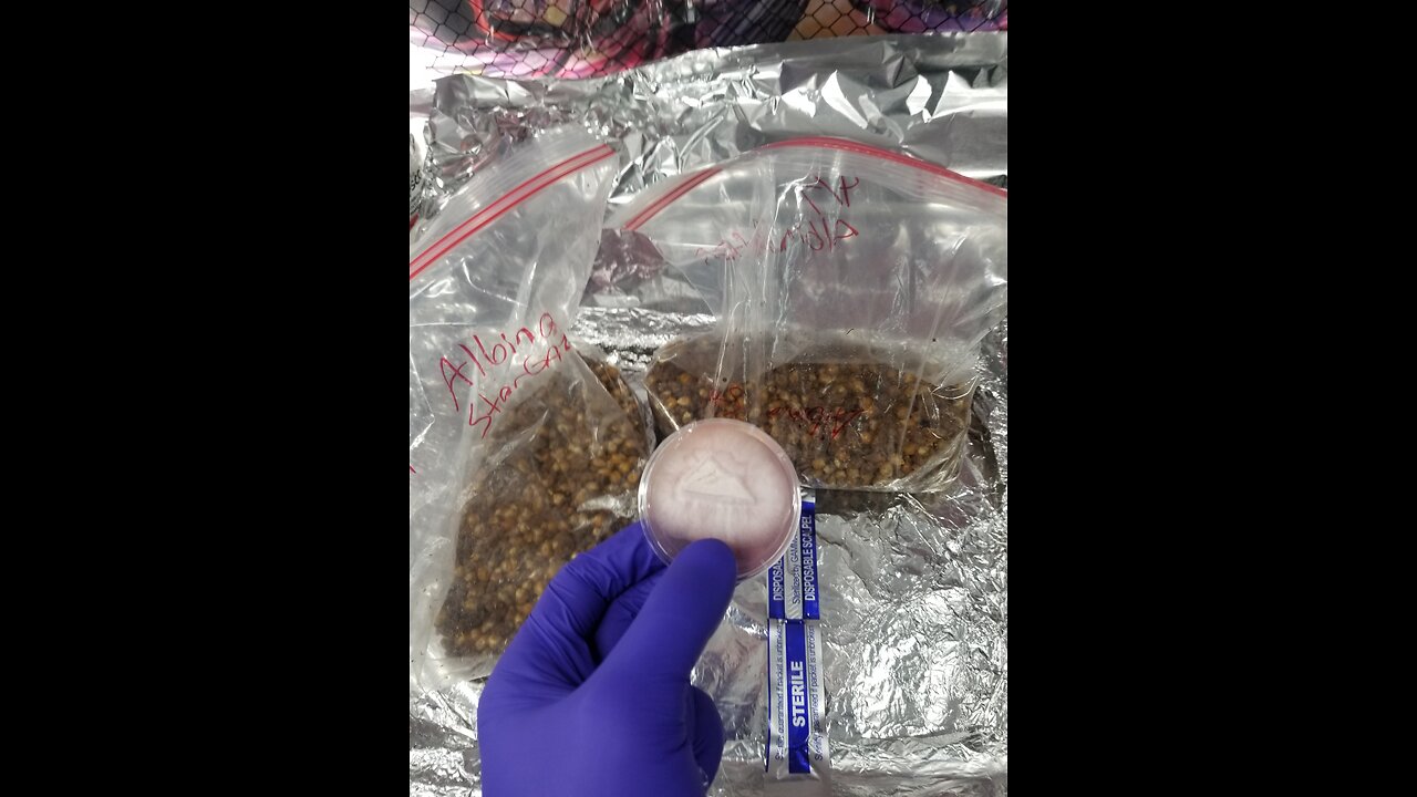 Mycology Mondays #97 Genetic verification Agar 🧫🧬 To Grain 🌾 Ziploc Tek Inoculations 🧬