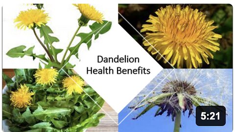 Dandelion - Benefits