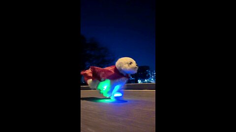 New FLASH Costume for my 🐕 he can't stop running 😂