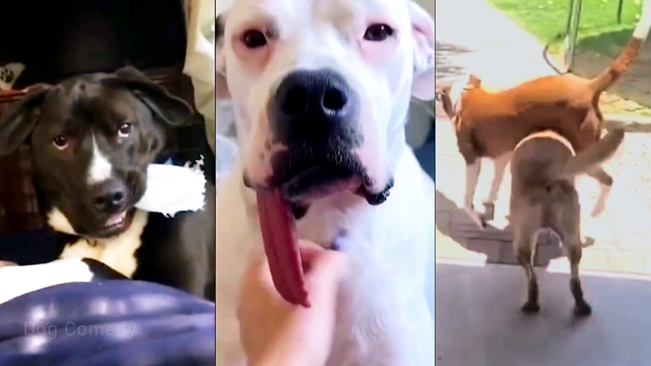 When Your Dog Is More Fun Than Usual