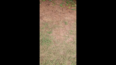 Yellow Jacket Nest Kill