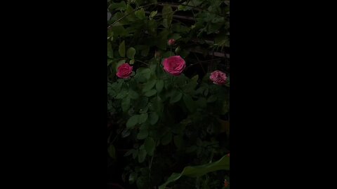 فَإِنَّ مَعَ الْعُسْرِ يُسْرًا ✨🌸🤍