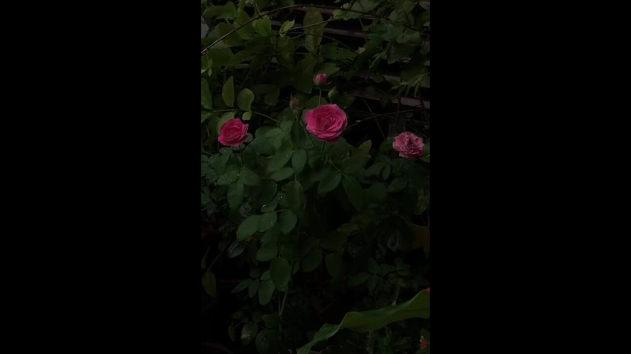 فَإِنَّ مَعَ الْعُسْرِ يُسْرًا ✨🌸🤍