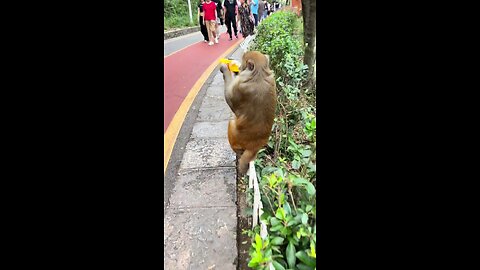 Interesting monkey